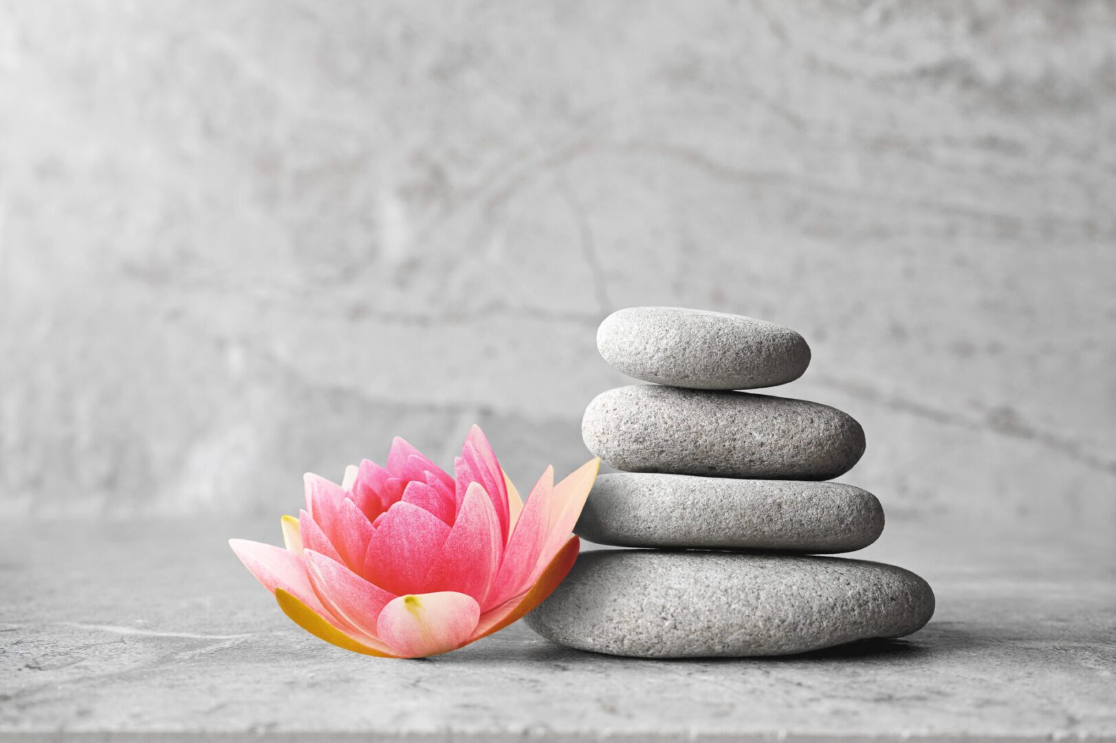 Pink lotus with stacked smooth stones.